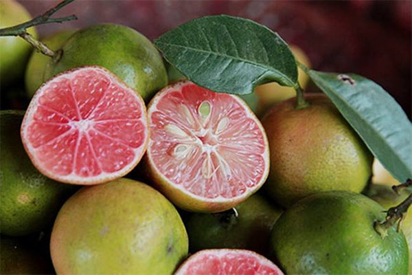 chanh dao tri ho cho tre em