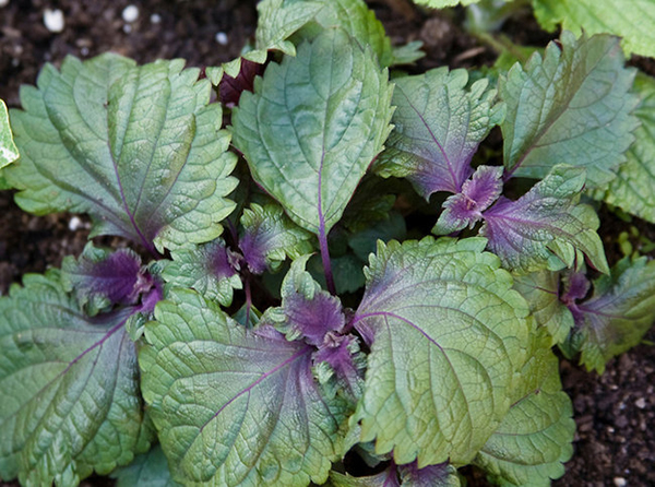 la tia to tri ho cho tre em